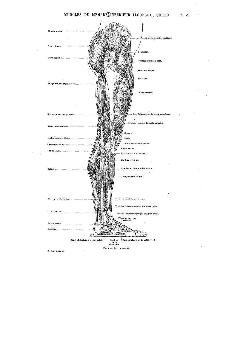 artistic anatomy by dr paul richer pdf viewer
